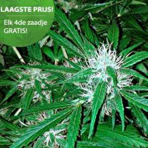 freeseedsonline - autoflower wietzaden